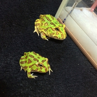 ベビーツノガエルと チビツノガエル◟́◞̀