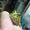 ベビーツノガエルと チビツノガエル◟́◞̀ サムネイル3