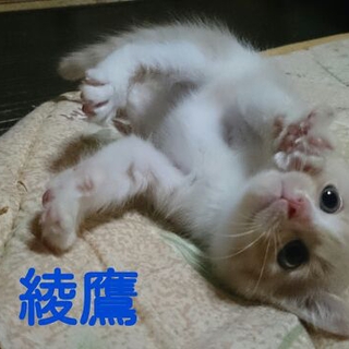 お腹ぽんぽこりん綾鷹くん