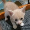 お腹ぽんぽこりん綾鷹くん サムネイル3