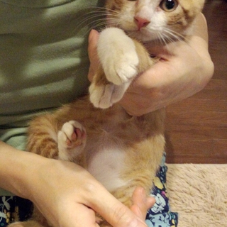 抱っこナデナデ大好きの甘えたくん。