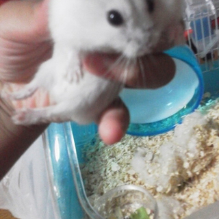 ハムスターの里親になってください