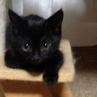 一人ぼっちのきなこちゃん