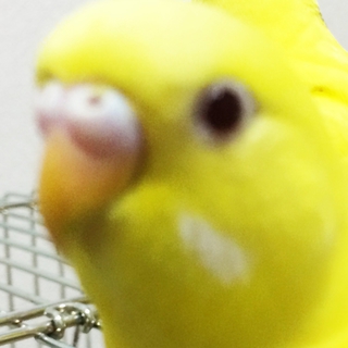 セキセイインコの雛の里親募集
