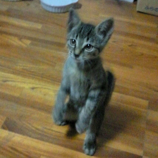 元気で可愛すぎる子猫！