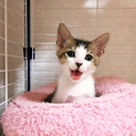 雨の日に捨てられていた仔猫