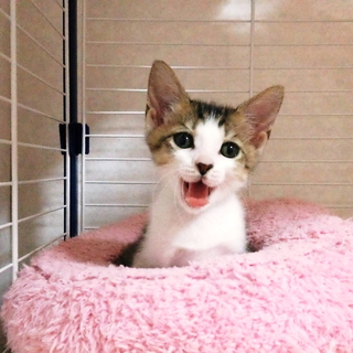 雨の日に捨てられていた仔猫