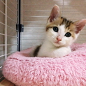 雨の日に捨てられていた仔猫