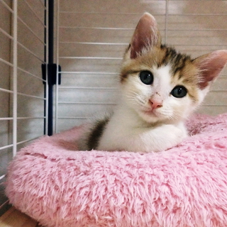 雨の日に捨てられていた仔猫