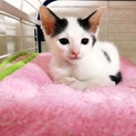 雨の日に捨てられていた仔猫