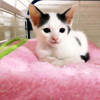 雨の日に捨てられていた仔猫