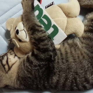 甘えん坊なｷｼﾞﾄﾗちゃんです！
