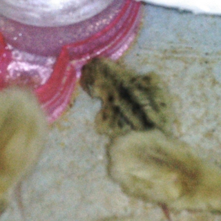 ウズラの雛の里親になってください