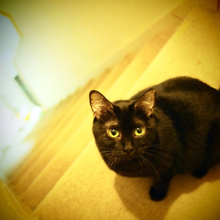 捨て猫親子のメグ母さん
