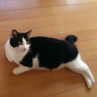 お話し大好き☆黒白男子みいちゃん（ハンデあり）