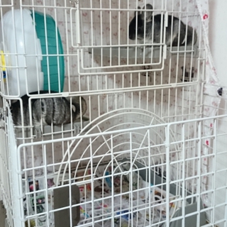 キャンセルのため 募集再開 チンチラ兄弟