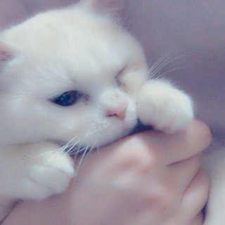とても可愛く大人しい猫ちゃんです