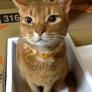 ありがとうございました