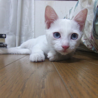 青い瞳・白い毛　里親募集中