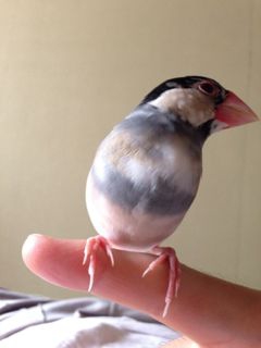 文鳥 Top - 文鳥と鳥さんのお店