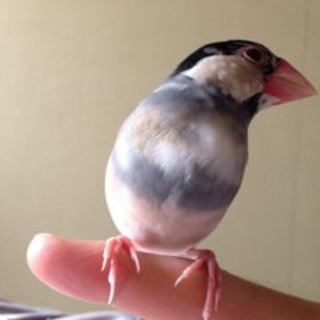 桜文鳥(メス)　約1歳