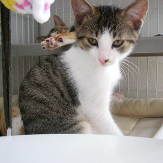 （仮）カルビ君　甘えん坊で人も猫も大好き！