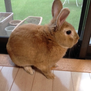 かわいいうさぎ