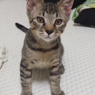 兄弟猫ちゃんです。