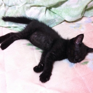 【急募】子猫の里親さんを探しています！