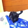 【急募】子猫の里親さんを探しています！ サムネイル3