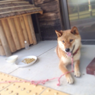 柴犬っぽい雑種？の女の子★