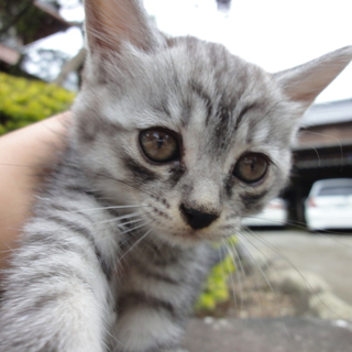 里親さん募集中
