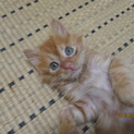 人なれした子猫です！