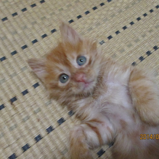 人なれした子猫です！
