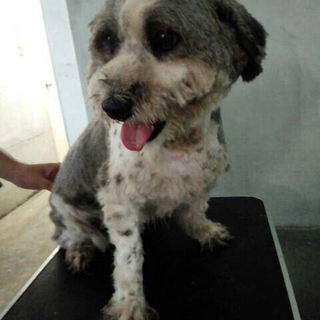 姉妹一緒のおうちで里親さん決定！！