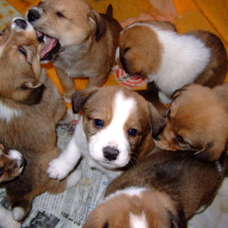可愛い子犬もらって下さい。