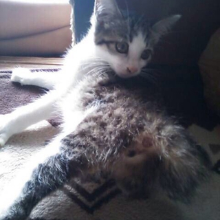 性格の良い可愛い子です。