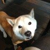 たまお 柴犬 サムネイル2