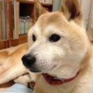 たまお 柴犬