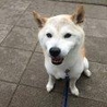 たまお 柴犬 サムネイル3