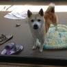 たまお 柴犬 サムネイル4