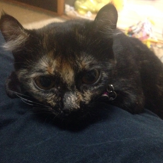 小顔脚長女の子、わんぱく猫