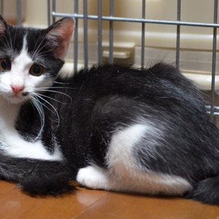 可愛い仔猫の「モネ」飼い主さん募集中