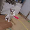 コアラみたいな模様の女の子　グレースです！ サムネイル3