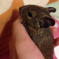 デグーの里親を募集します。