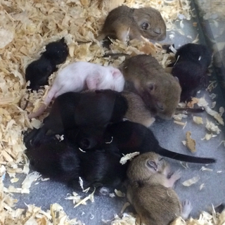 ありがとうございました！
