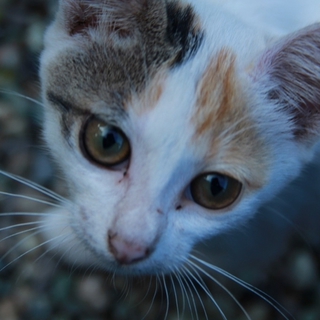 三毛猫みーちゃんです☆おうち探してます☆