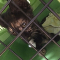 甘えん坊仔猫ちゃん