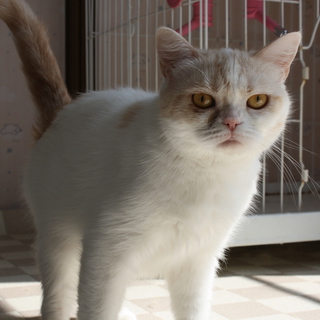 スコティッシュ　４才メス　血統書有り