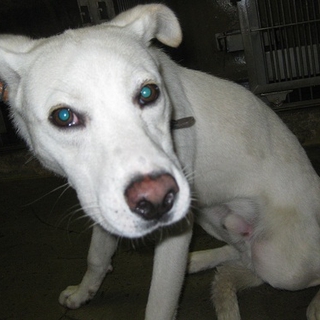 保健所もお薦め！！中型の大人しい白い男の子